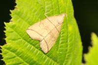 Herminia grisealis