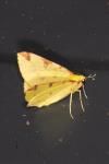 Opisthograptis luteolata