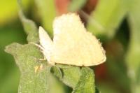 Euchoeca nebulata