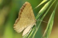 Euchoeca nebulata