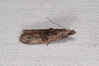 Nephopterix angustella