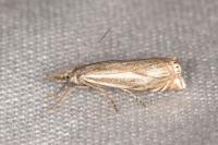 Crambus lathoniellus