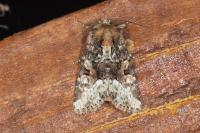 Oligia