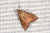 Nascia cilialis