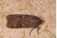 Noctua pronuba