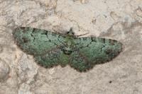 Pasiphila rectangulata