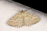 Scopula immorata