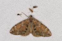 Thera obeliscata obeliscata