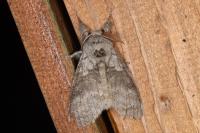 Calliteara pudibunda