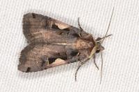 Xestia c-nigrum