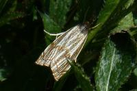 Thisanotia chrysonuchella