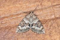 Thera britannica/variata