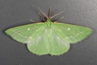 Thetidia smaragdaria