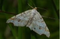 Macaria alternata