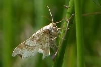 Macaria alternata