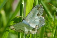 Scopula ornata