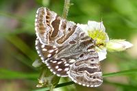 Euclidia mi