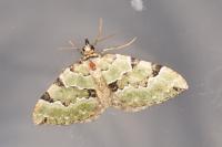 Colostygia pectinataria
