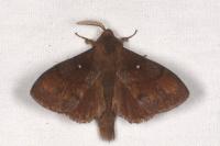 Dendrolimus pini pini