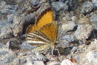 Isturgia limbaria
