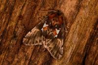 Spatalia argentina