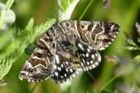 Euclidia mi