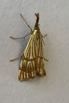 Chrysocrambus linetella