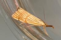 Chrysocrambus linetella