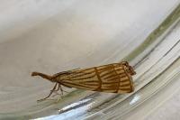 Chrysocrambus linetella