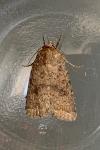 Caradrina morpheus
