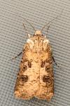Agrotis clavis clavis