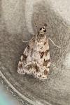 Scoparia