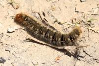 Lasiocampa quercus quercus
