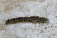 Malacosoma neustria