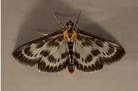 Anania hortulata