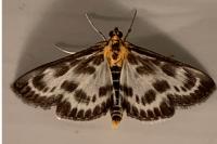 Anania hortulata