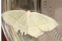 Campaea margaritaria
