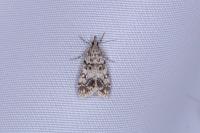 Eudonia lacustrata
