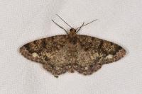 Parectropis similaria