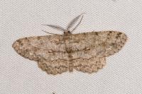 Hypomecis punctinalis