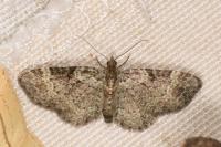 Pasiphila chloerata