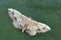 Idaea efflorata
