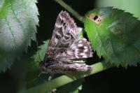 Euclidia mi