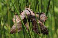 Laothoe populi