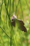 Laothoe populi