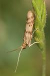 Homoeosoma sinuella