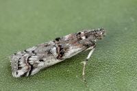Pempelia palumbella
