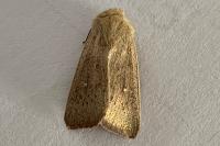 Mythimna sicula