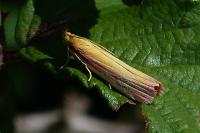 Oncocera semirubella