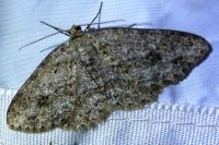 Ectropis crepuscularia